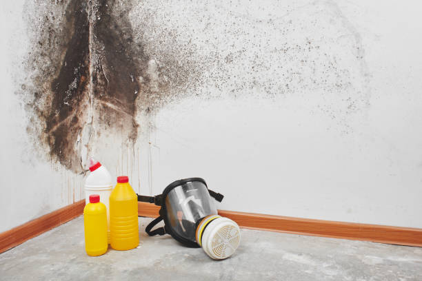 Home Mold Removal in Lafayette, LA