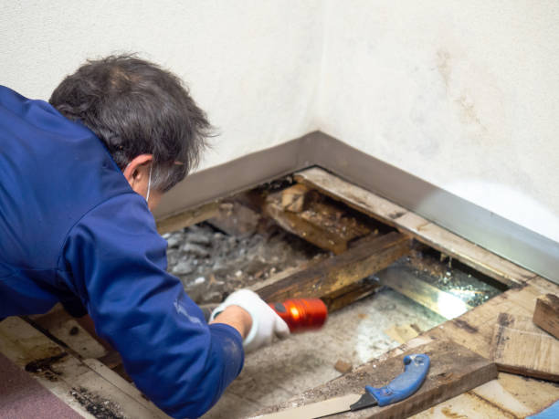 Trusted Lafayette, LA Mold Removal Experts
