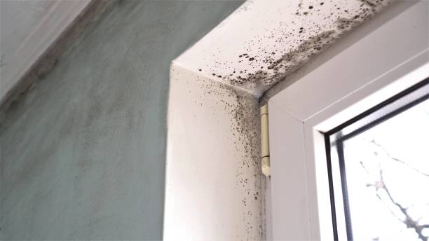 Attic Mold Removal in Lafayette, LA