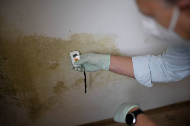 Best Professional Mold Removal  in Fayette, LA