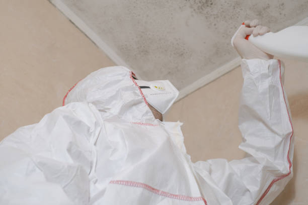 Best Mold Remediation  in Fayette, LA