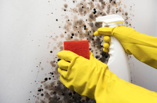 Best Local Mold Removal Service  in Fayette, LA