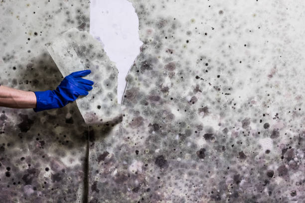 Best Same-Day Mold Removal  in Fayette, LA
