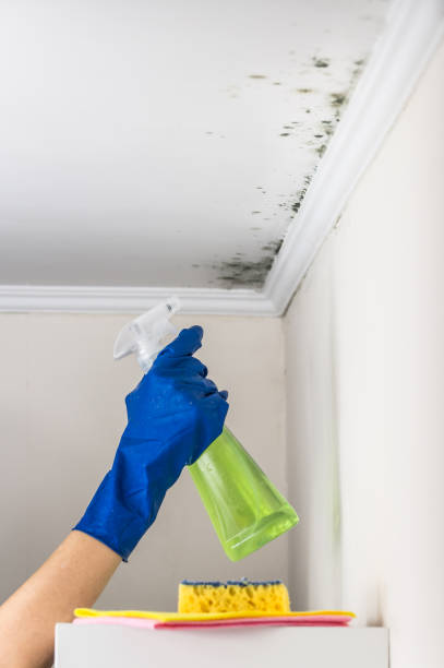 Crawl Space Mold Removal in Lafayette, LA